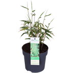 Fargesia rufa - Ikke-invasiv bambus - Ø29cm - ↕80cm - Ø14 - ↨40cm