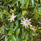 Passionsblomst - Passiflora caerulea - Blomst Blå med Grøn Hvid - Lav vedligeholdelse - 2 planter - Potte 11 cm Højde 40 cm