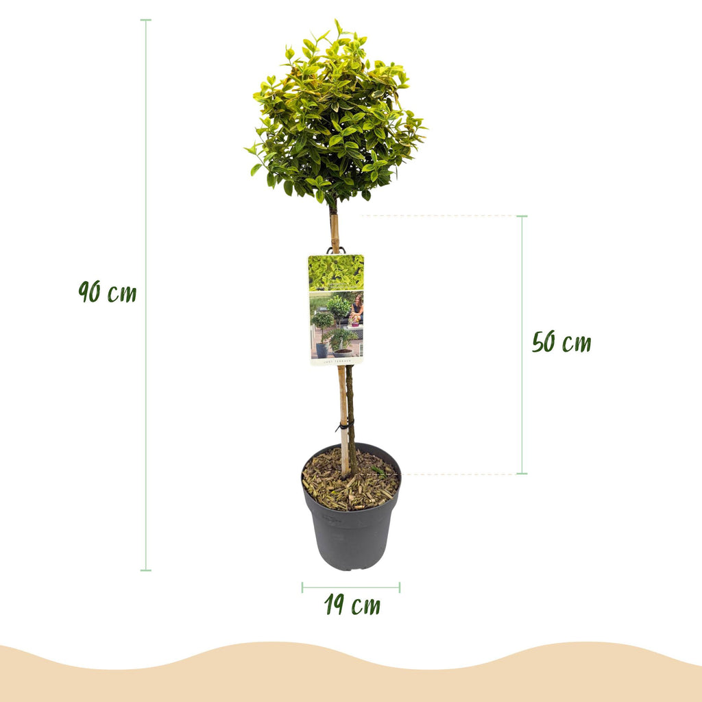 Euonymus fortunei 'Emerald n Gold' – Stammeplante – Bladbevaret Terrasseplante – Pot 19 cm – Højde 90 cm