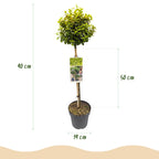 Euonymus fortunei 'Emerald n Gold' – Stammeplante – Bladbevaret Terrasseplante – Pot 19 cm – Højde 90 cm