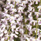 Grøn boutiQ - Wisteria - Wisteria floribunda Rosea - Blomsterrosa - 1 plante - Potte 11cm Højde 40cm
