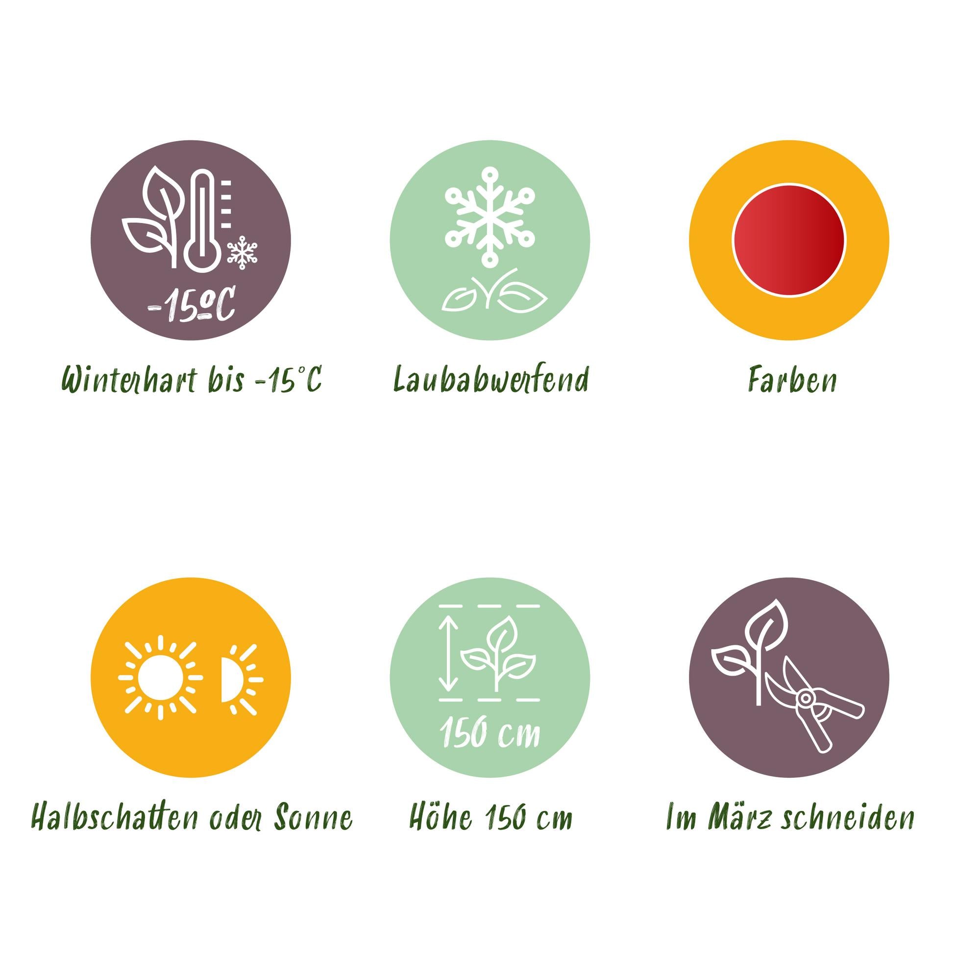 Terrasplante - Japansk Løn - Acer palmatum Shaina - Rød - 2 Planter - Bladfaldende - Potte 19 cm - Højde 70 cm