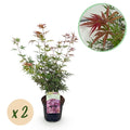 Uteplatsväxt – Japansk lönn – Acer palmatum 'Jerre Schwartz' – Mörkröd – 2 plantor – Lövfällande – Kruka Ø19 cm Höjd 70 cm