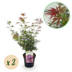 Uteplatsväxt – Japansk lönn – Acer palmatum 'Jerre Schwartz' – Mörkröd – 2 plantor – Lövfällande – Kruka Ø19 cm Höjd 70 cm