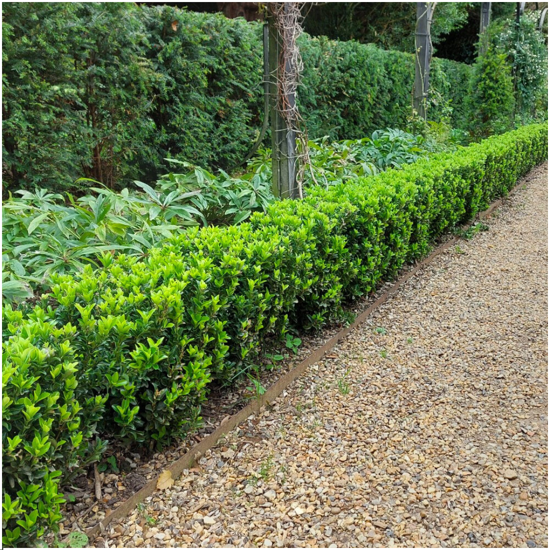 2 x 6 pack Euonymus 'Green Spire' - Ø 7 cm - ↨ 15 cm