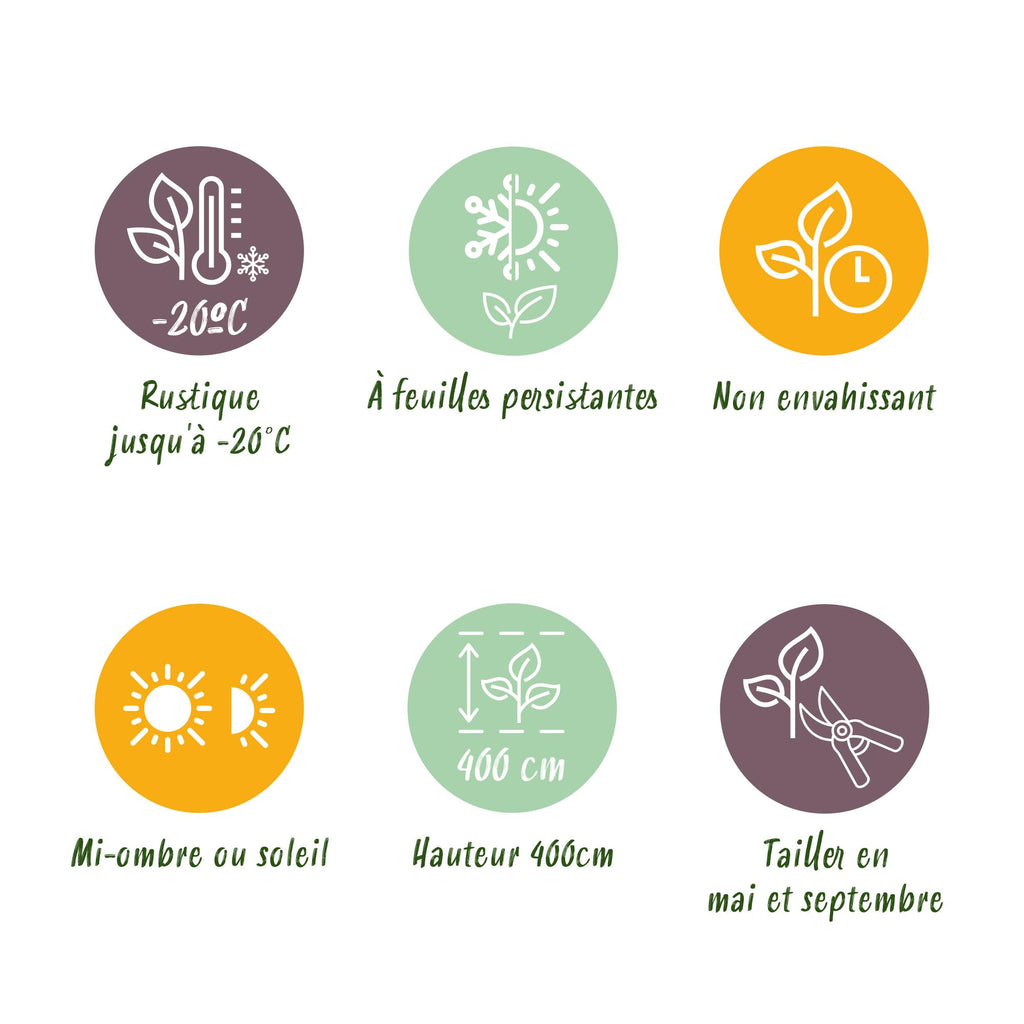 Buxus sempervirens – 8 stk. stedsegrønne hækplanter – Dækker 1 meter – Højde 20-25 cm – Pot Ø9 cm