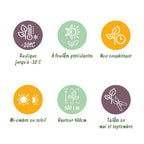 Buxus sempervirens – 8 stk. stedsegrønne hækplanter – Dækker 1 meter – Højde 20-25 cm – Pot Ø9 cm