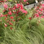 Siergræs - Carex comans Frosted Curls - Grøn - 4 Planter - Bladholdende - Let Vedligeholdelse - Potte 17cm Højde 50cm