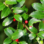 Ilex Blue Maid – 8 stk. stedsegrønne hækplanter – Dækker 1 meter – Højde 25-30 cm – Pot Ø9 cm