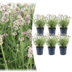 6x Lavandula angustifolia Felice® - 12 cm potte - Sæt med 6 lavendelplanter