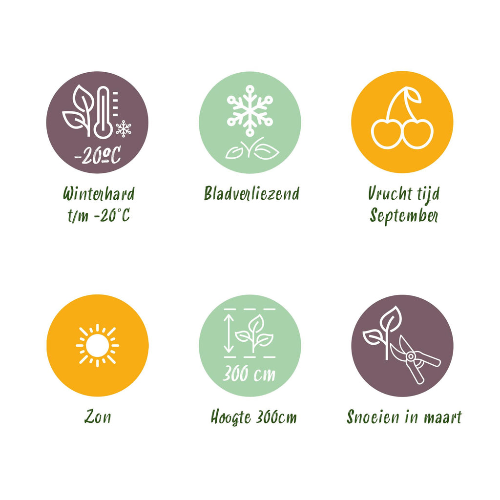 Frugtplante – Blommetræ – Prunus domestica 'Opal' – Gulrød Frugt – Potte 21 cm – Højde 90 cm