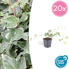 Hedera helix 'Glacier' 20x - ↕10-25cm - Ø9cm