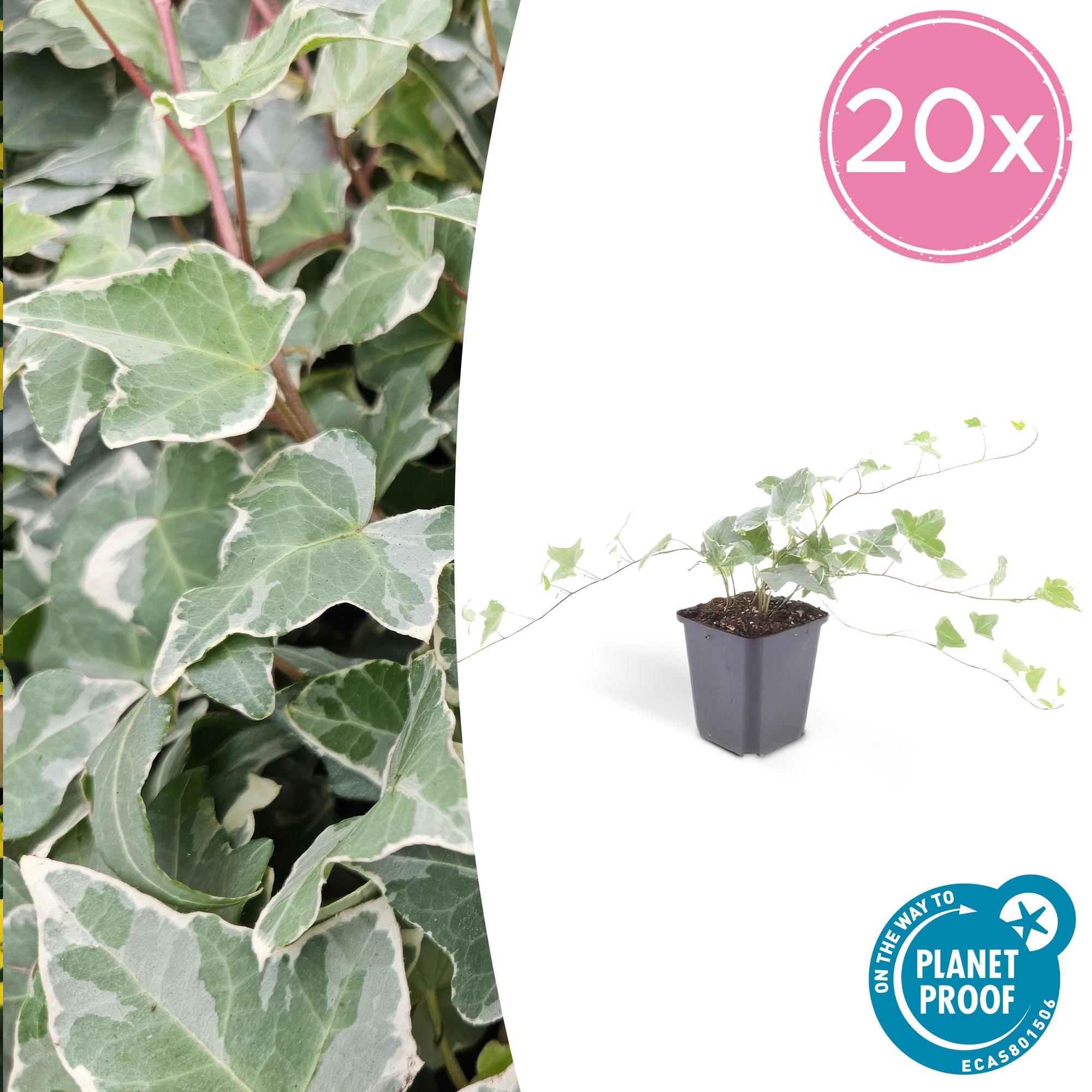 Hedera helix 'Glacier' 20x - ↕10-25cm - Ø9cm