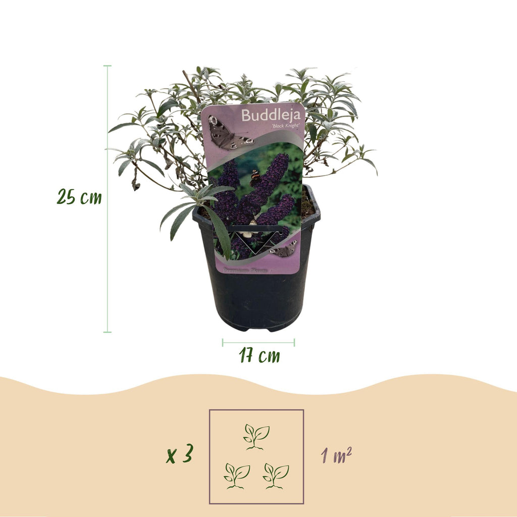Sommerfuglebusk - Buddleja davidii Black Night - Blomster lilla - 1 plante - Løvfældende - Sommerfugletiltrækker - Potte 17 cm Højde 25 cm