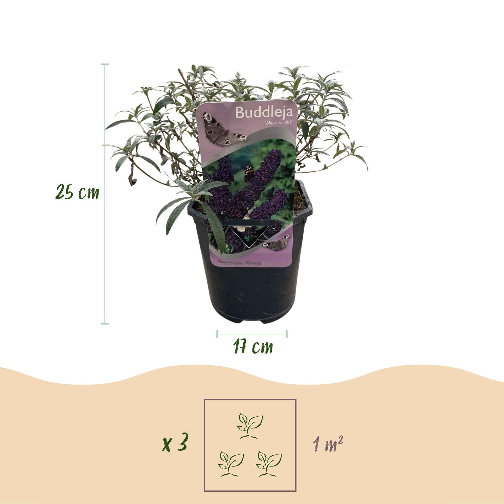 Sommerfuglebusk - Buddleja davidii Black Night - Blomster lilla - 1 plante - Løvfældende - Sommerfugletiltrækker - Potte 17 cm Højde 25 cm