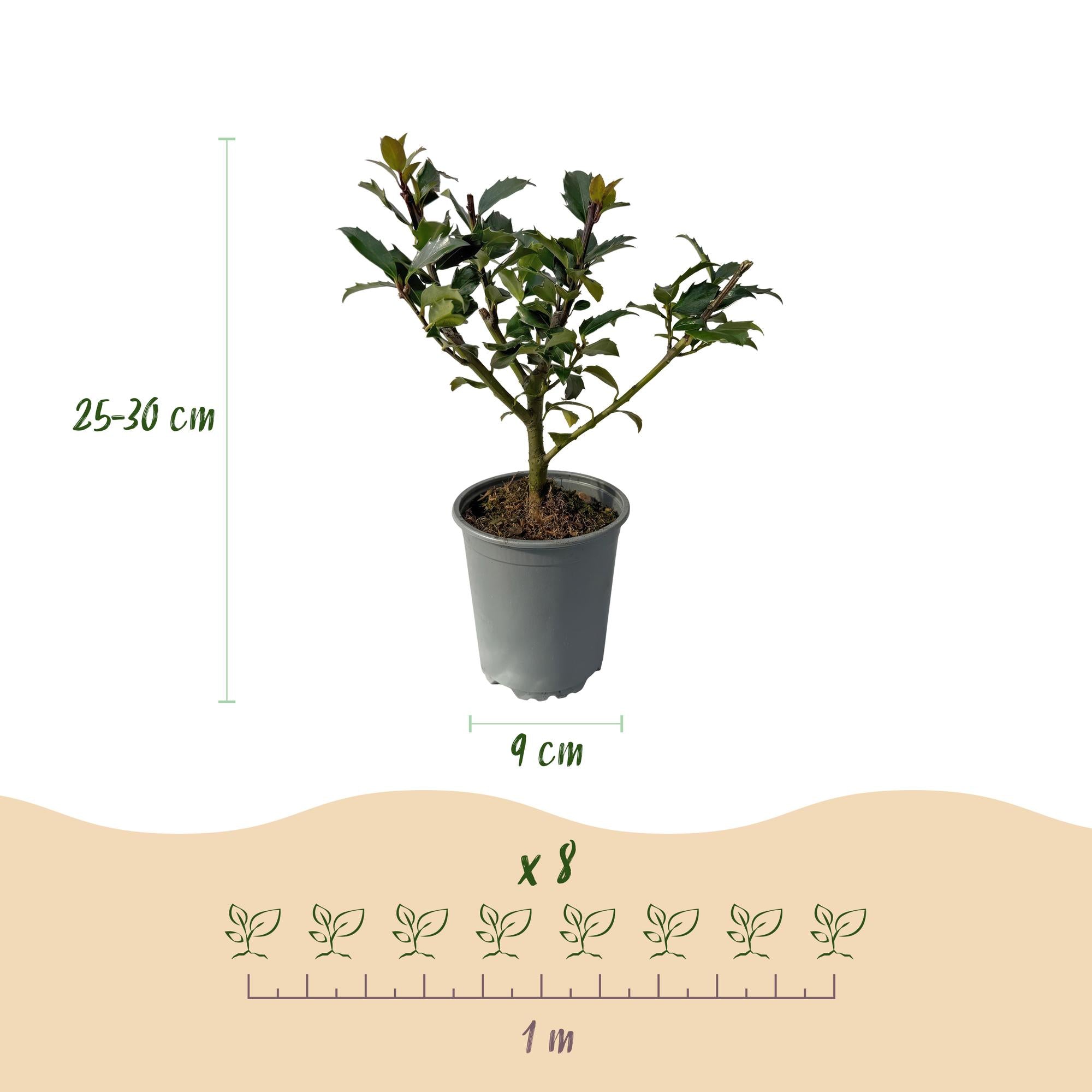 Ilex Blue Maid – 8 stk. stedsegrønne hækplanter – Dækker 1 meter – Højde 25-30 cm – Pot Ø9 cm