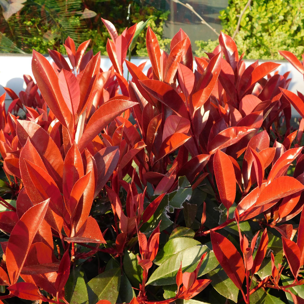 Photinia fraseri 'Red Robin' – 8 st. vintergröna häckväxter med röda och gröna blad – Täcker 1 meter – Höjd 30-35 cm – Kruka Ø9 cm 