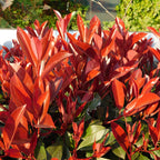Photinia fraseri 'Red Robin' – 8 st. vintergröna häckväxter med röda och gröna blad – Täcker 1 meter – Höjd 30-35 cm – Kruka Ø9 cm 