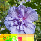 Tuinplante - Hibiscus Syriacus Blue Chiffon® - Plante På Stamme - Terrasseplante - Løvfældende - Let Vedligehold - Potte 19cm - Højde 90cm