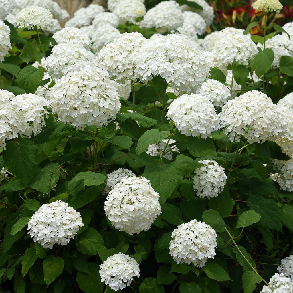 Hydrangea arborescens 'Annabelle' – 3 stk. plænehortensia med hvide blomster – Dækker 1 m² – Bladfældende – Store blomster – Pot Ø17 cm – Højde 50 cm