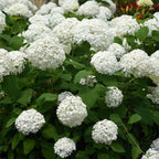 Hydrangea arborescens 'Annabelle' – 3 stk. plænehortensia med hvide blomster – Dækker 1 m² – Bladfældende – Store blomster – Pot Ø17 cm – Højde 50 cm