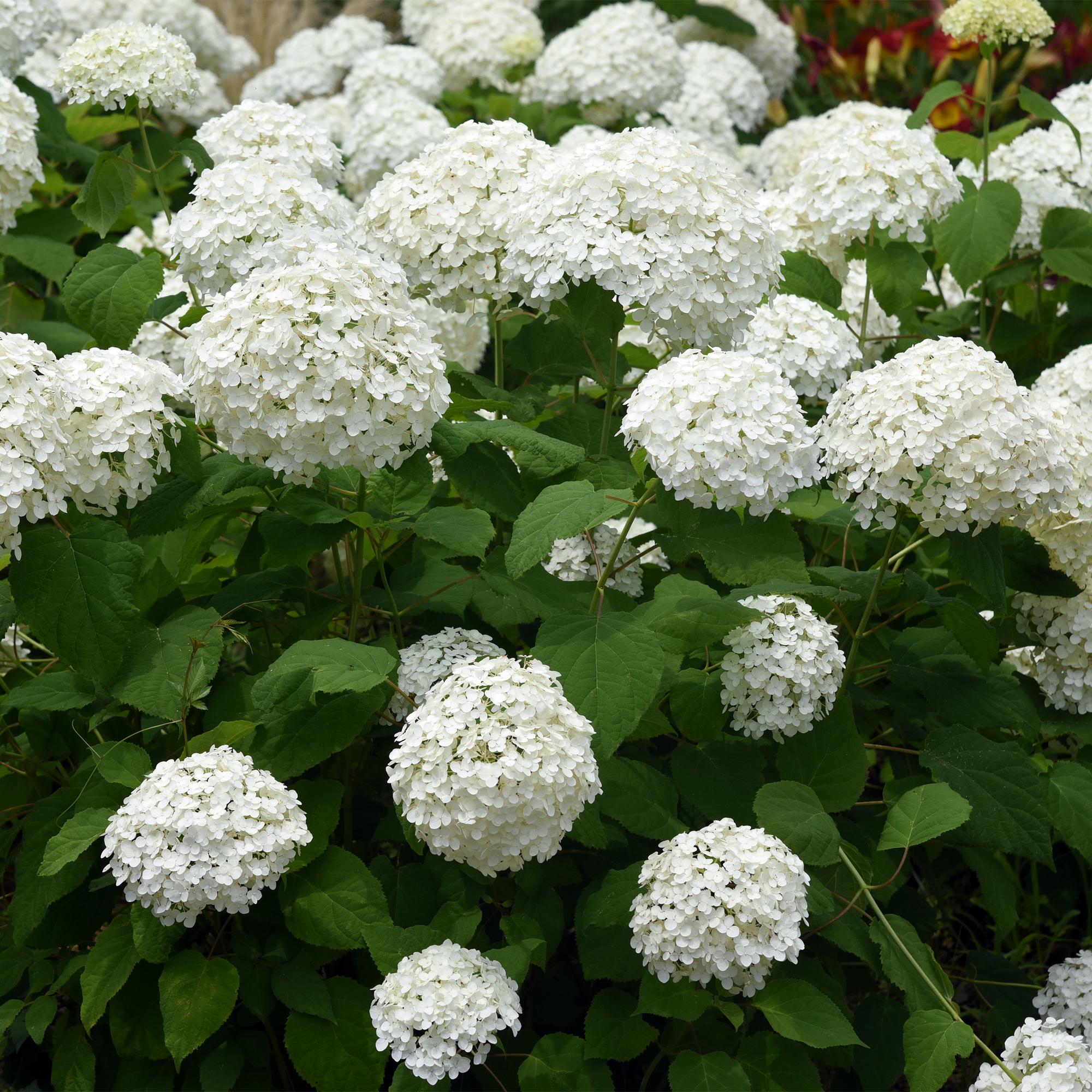 Hydrangea arborescens 'Annabelle' – 3 stk. plænehortensia med hvide blomster – Dækker 1 m² – Bladfældende – Store blomster – Pot Ø17 cm – Højde 50 cm
