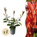 Photinia fraseri 'Red Robin' – 8 st. vintergröna häckväxter med röda och gröna blad – Täcker 1 meter – Höjd 30-35 cm – Kruka Ø9 cm 