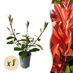 Photinia fraseri 'Red Robin' – 8 st. vintergröna häckväxter med röda och gröna blad – Täcker 1 meter – Höjd 30-35 cm – Kruka Ø9 cm 