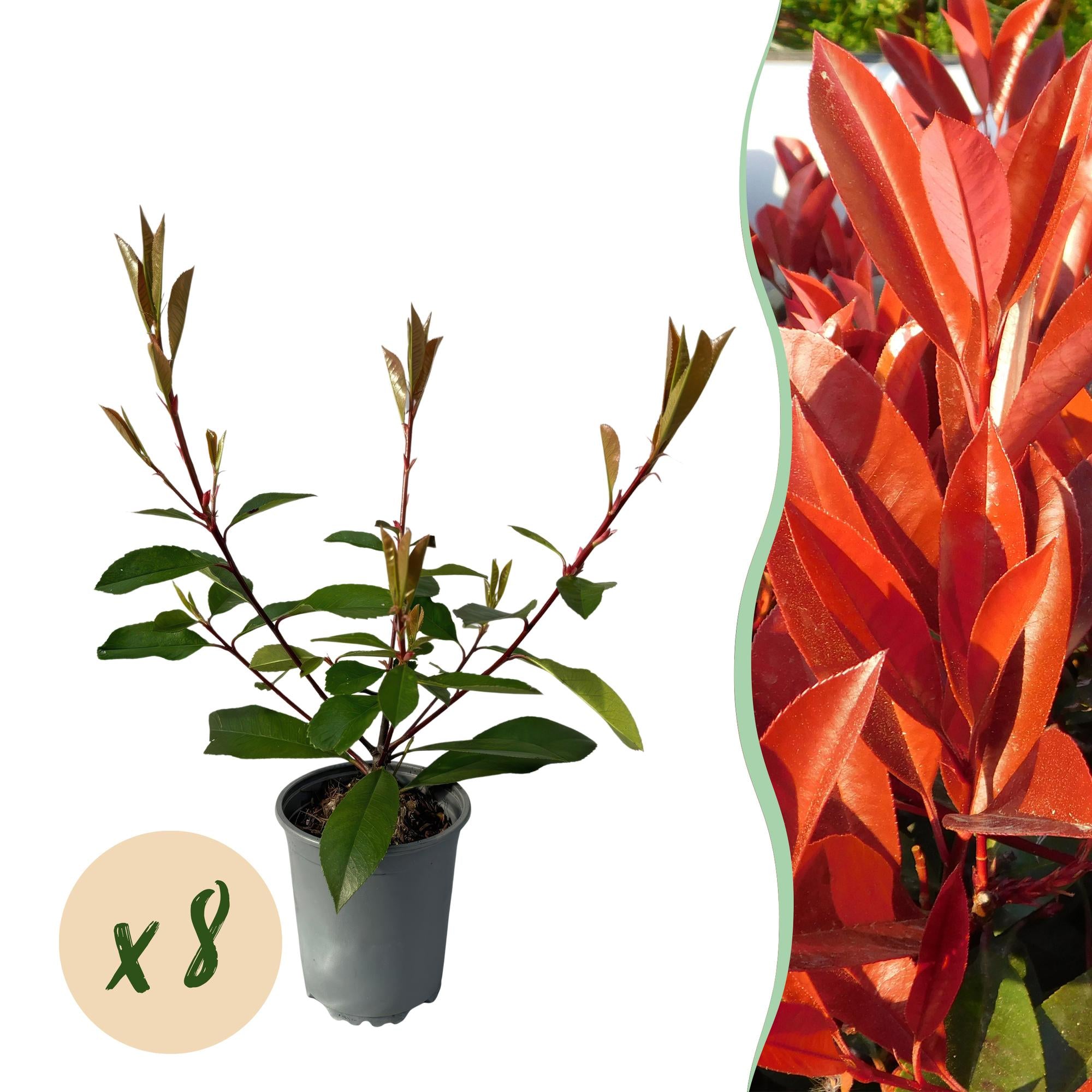 Photinia fraseri 'Red Robin' – 8 stk. stedsegrønne hækplanter med røde og grønne blade – Dækker 1 meter – Højde 30-35 cm – Pot Ø9 cm