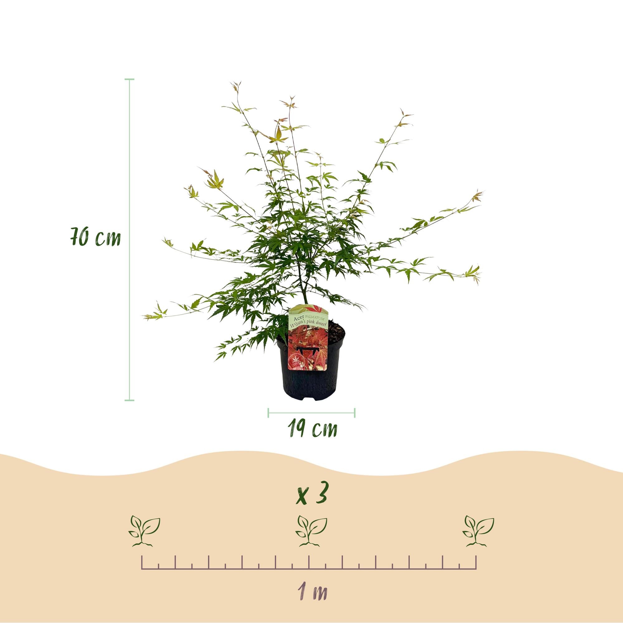 Terrasplante - Japansk Ahorn - Acer palmatum Pink Dwarf - Rosa - 2 Plante - Bladfaldende - Potte 19cm - Højde 70cm