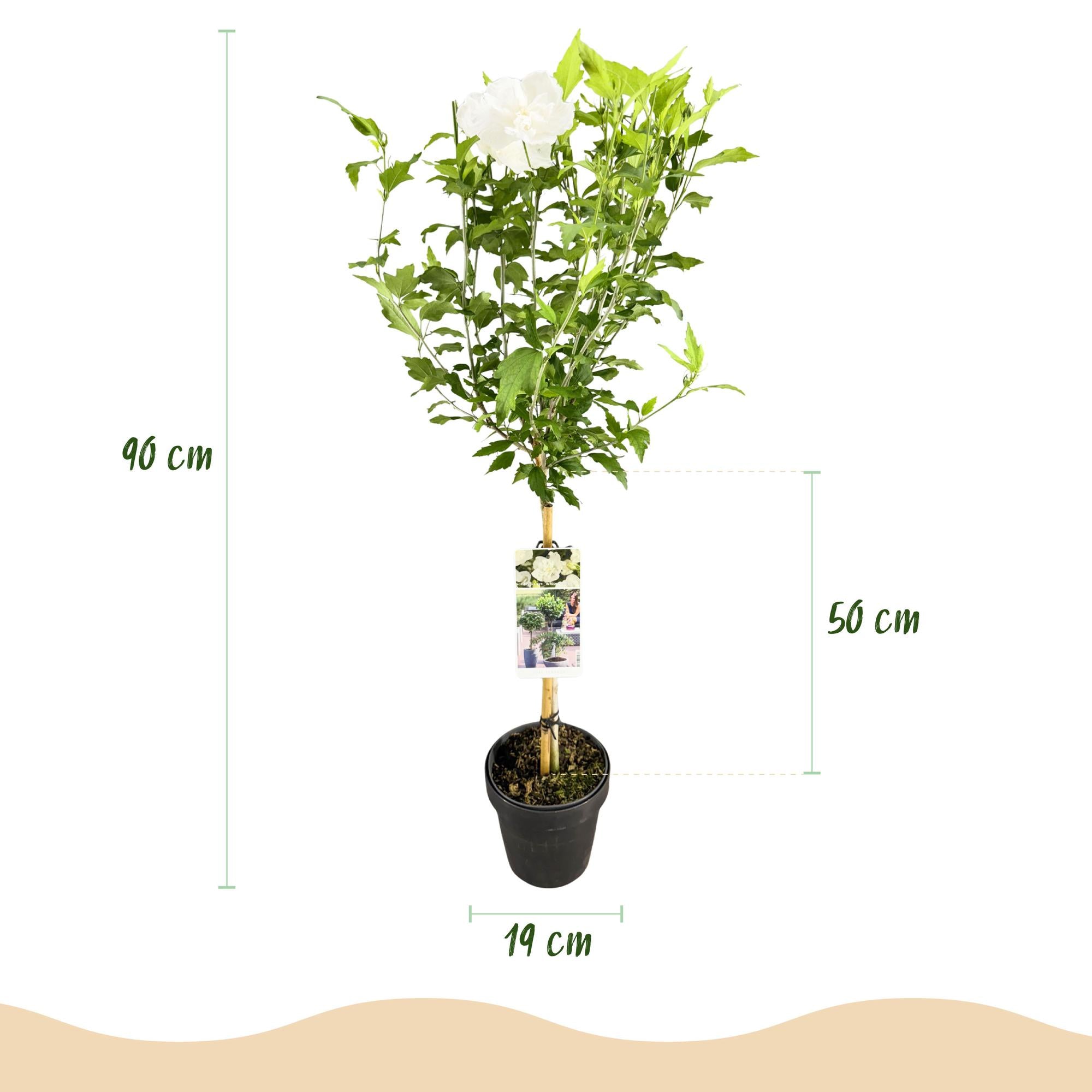 Tuinplante - Hibiscus Syriacus White Chiffon® - Plante På Stamme - Terrasseplante - Løvfældende - Let Vedligehold - Potte 19cm - Højde 90cm