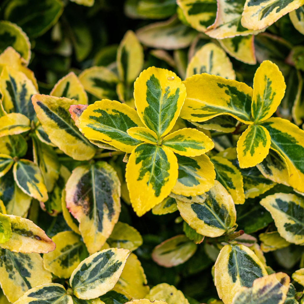 Euonymus fortunei 'Emerald n Gold' – Stammeplante – Bladbevaret Terrasseplante – Pot 19 cm – Højde 90 cm
