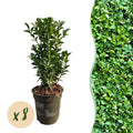 Buxus sempervirens – 8 stk. stedsegrønne hækplanter – Dækker 1 meter – Højde 20-25 cm – Pot Ø9 cm