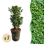 Buxus sempervirens – 8 stk. stedsegrønne hækplanter – Dækker 1 meter – Højde 20-25 cm – Pot Ø9 cm