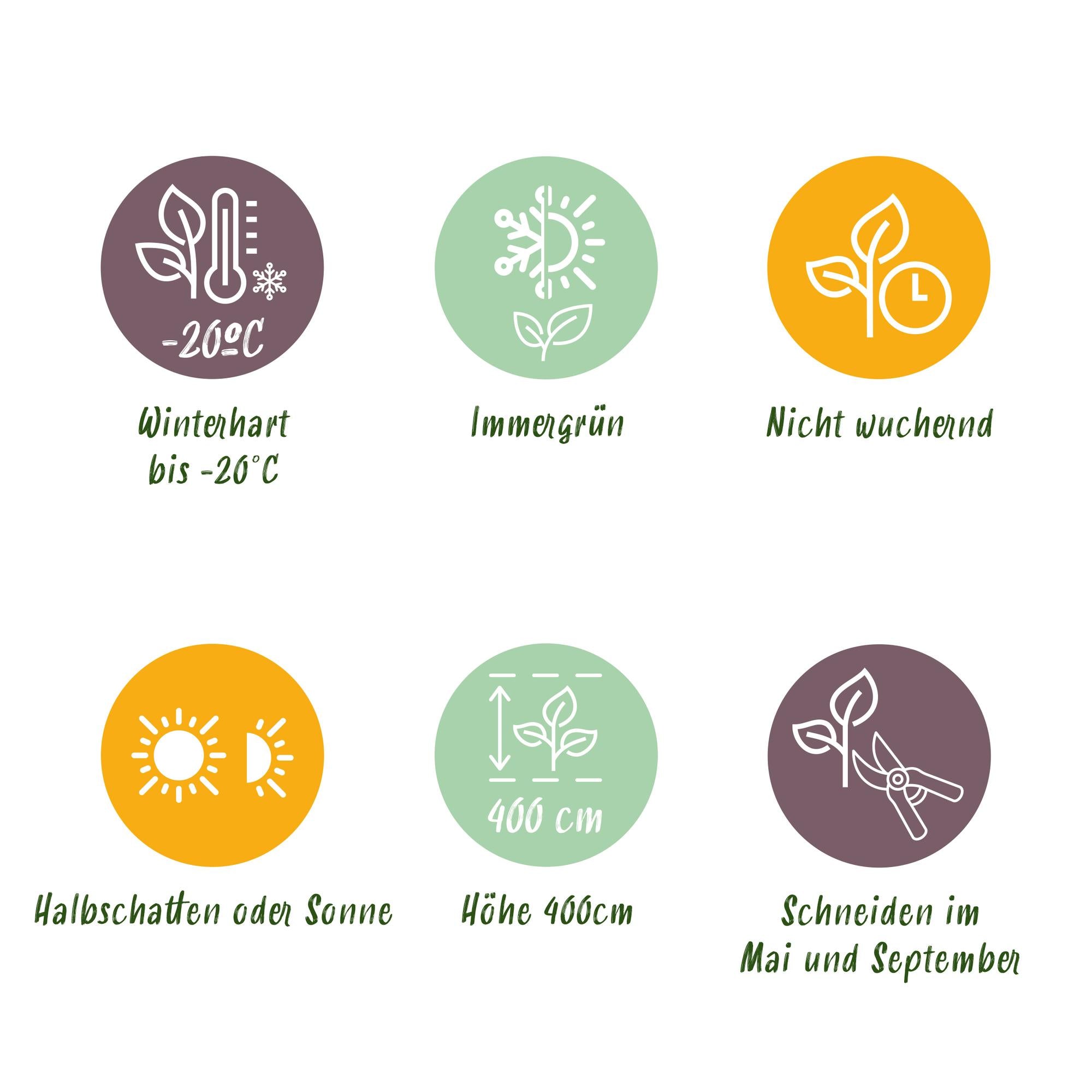 Buxus sempervirens – 8 stk. stedsegrønne hækplanter – Dækker 1 meter – Højde 20-25 cm – Pot Ø9 cm