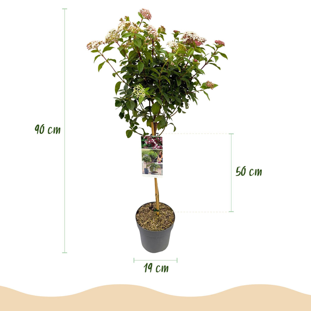 Tuinplante - Viburnum Tinus - Plante På Stamme - Terrasseplante - Vintergrøn - Let Vedligehold - Potte 19cm - Højde 90cm