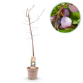 Frugtplante – Blommetræ – Prunus domestica 'Opal' – Gulrød Frugt – Potte 21 cm – Højde 90 cm