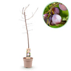 Frugtplante – Blommetræ – Prunus domestica 'Opal' – Gulrød Frugt – Potte 21 cm – Højde 90 cm