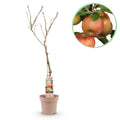 Frugtplante - Appeltræ - Malus domestica Elstar - Rød-grøn Appel