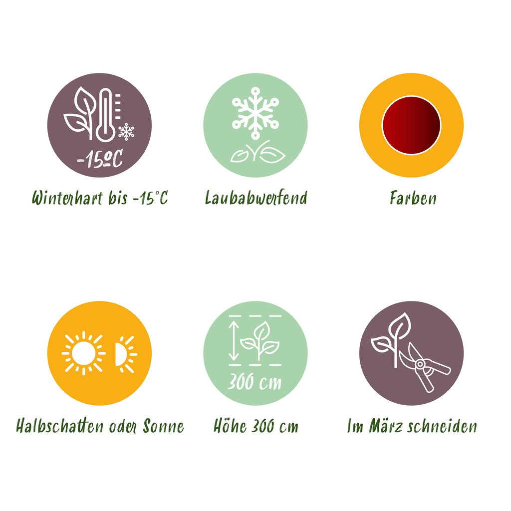 Uteplatsväxt – Japansk lönn – Acer palmatum 'Jerre Schwartz' – Mörkröd – 2 plantor – Lövfällande – Kruka Ø19 cm Höjd 70 cm