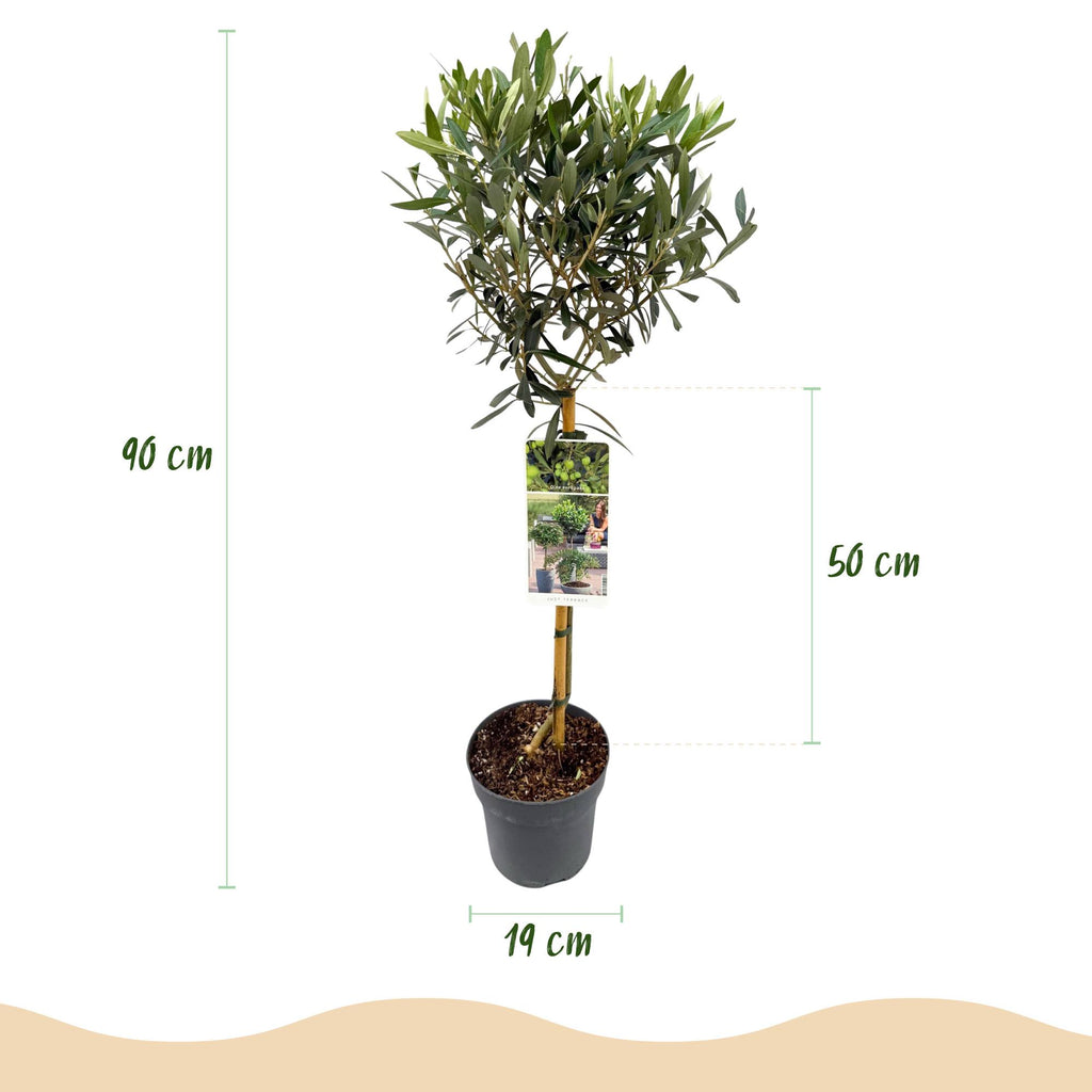 Havenplante - Olea Europaea - Plante på stamme - Terrasseplante - Bladholdende - Let vedligeholdelse - Potte 19cm Højde 90cm