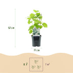 Hydrangea arborescens 'Annabelle' – 3 stk. plænehortensia med hvide blomster – Dækker 1 m² – Bladfældende – Store blomster – Pot Ø17 cm – Højde 50 cm