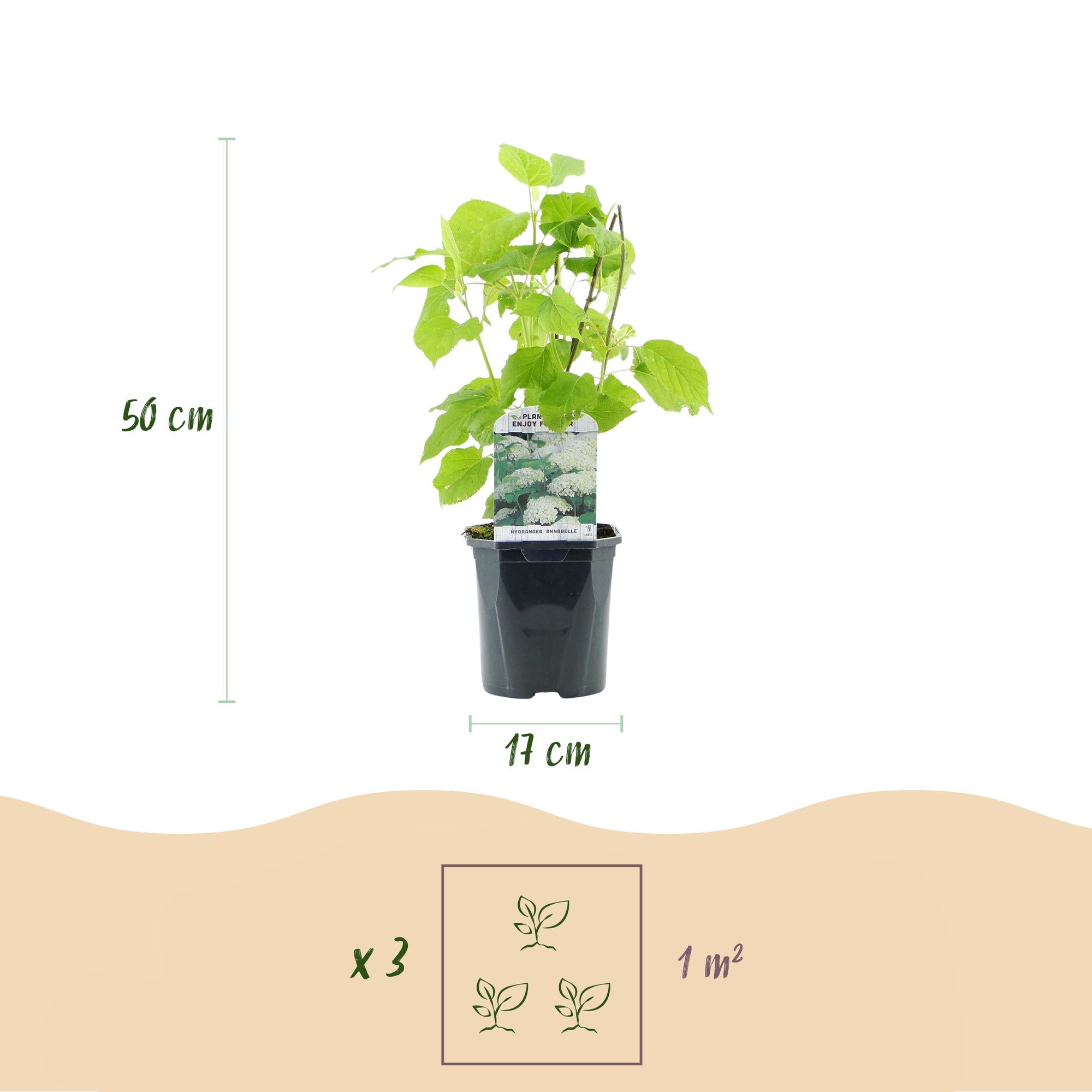Hydrangea arborescens 'Annabelle' – 3 stk. plænehortensia med hvide blomster – Dækker 1 m² – Bladfældende – Store blomster – Pot Ø17 cm – Højde 50 cm
