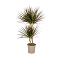 Dracaena Marginata Magenta – Ø19 cm – Højde 70-90 cm