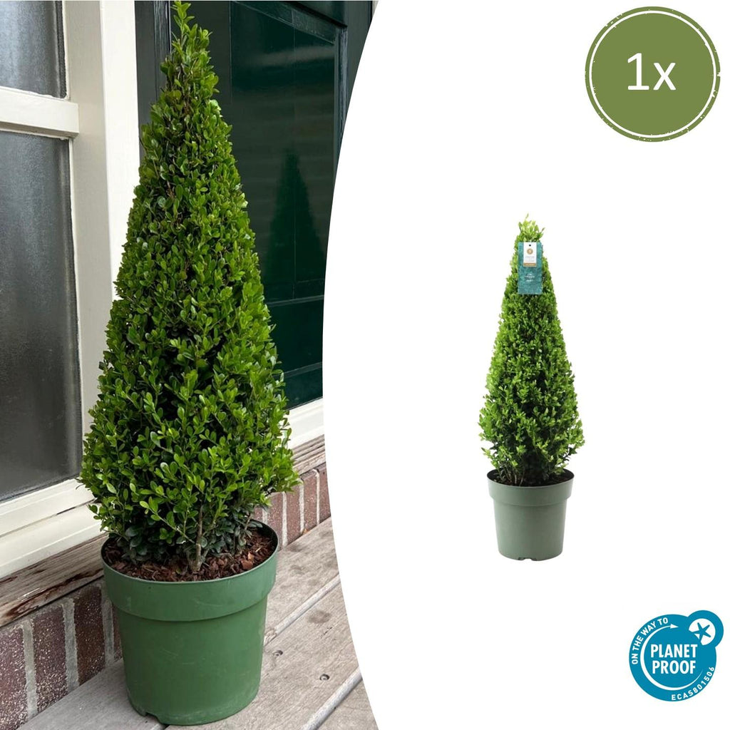 1x Ilex pyramide 55 cm høj | Ø 21 cm