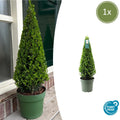 1x Ilex pyramide 55 cm høj | Ø 21 cm