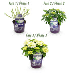 Terrasseplante - Hortensia - Hydrangea Forever & Ever - Hvid - 7-12 Blomster - 2 Planter - Potte 23cm - Højde 55cm