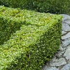 Buxus sempervirens – 8 stk. stedsegrønne hækplanter – Dækker 1 meter – Højde 20-25 cm – Pot Ø9 cm