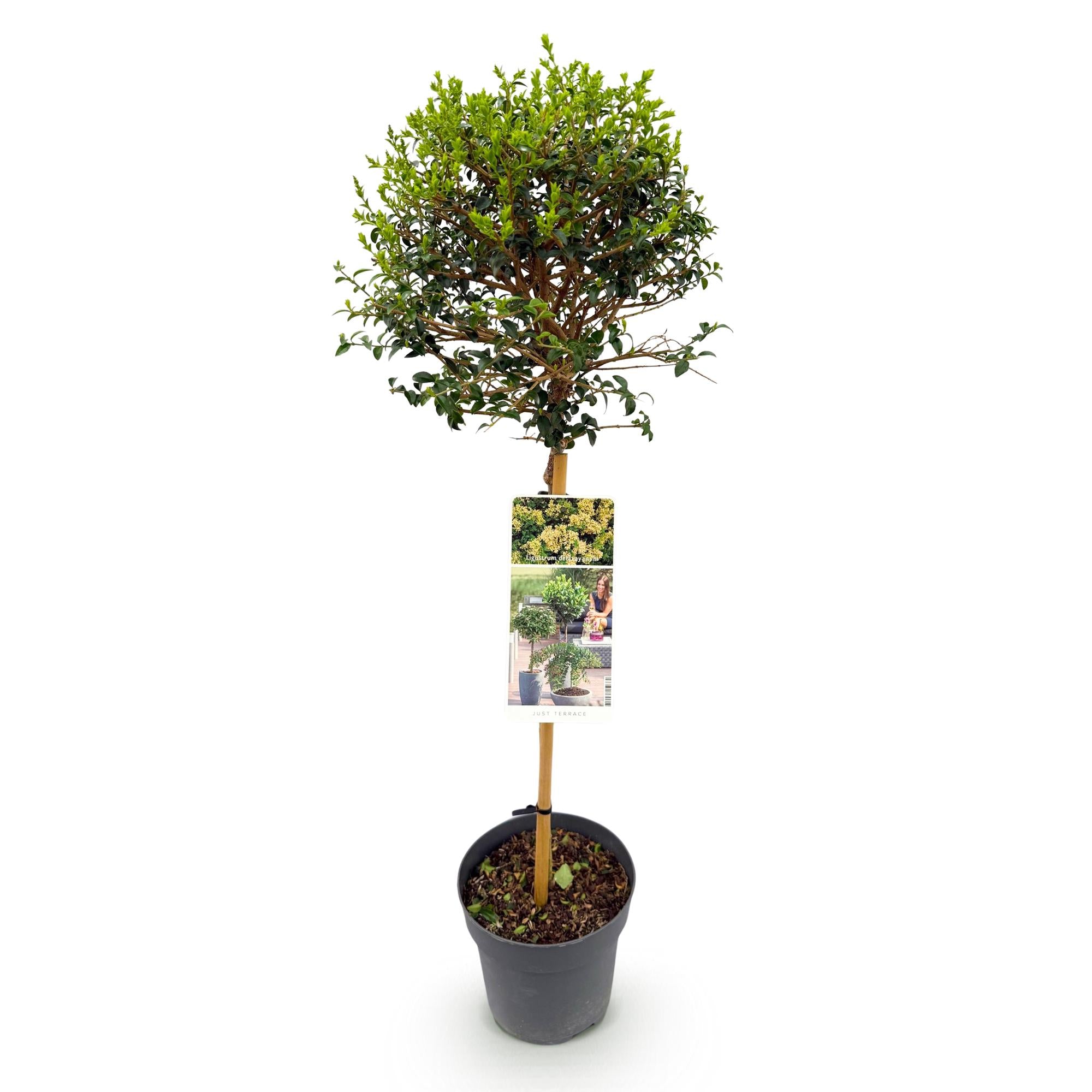 Haveplante – Ligustrum delavayanum – Stammeplante – Terrasseplante – Stedsegrøn – Nem Pleje – Potte Ø19 cm Højde 90 cm