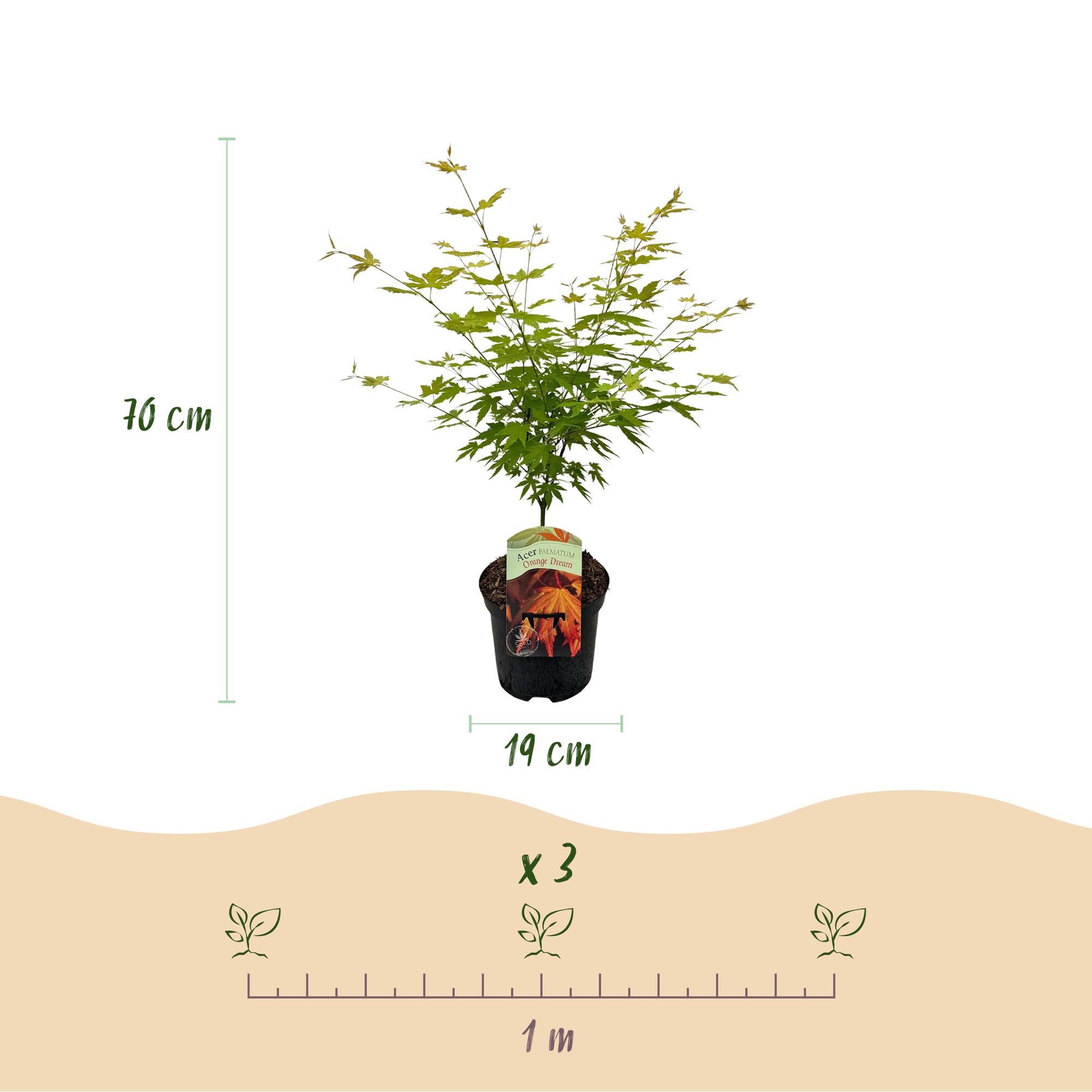Terrasseplante – Japansk Løn – Acer palmatum 'Orange Dream' – Orange – 2 Planter – Bladfaldende – Potte Ø19 cm Højde 70 cm